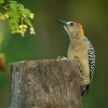 Datel hoffmannuv - Melanerpes hoffmannii - Hoffmanns Woodpecker 5461